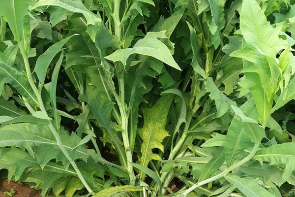 苦荬菜種植苦荬菜養鵝—— 飼養方法 苦荬菜種植苦荬菜養鵝—— 飼養方法