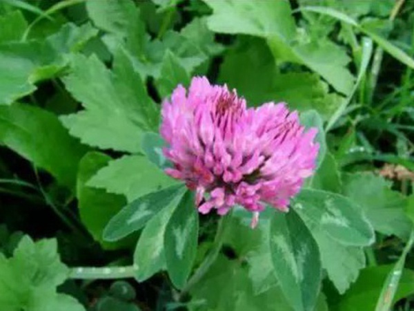 十種優質牧草及其栽培技術與方法 十種優質牧草及其栽培技術與方法