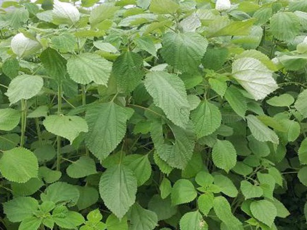 牧草養(yǎng)豬技術(shù)有什么需要注意的,牧草種植方法有哪些? 牧草養(yǎng)豬技術(shù)有什么需要注意的,牧草種植方法有哪些?