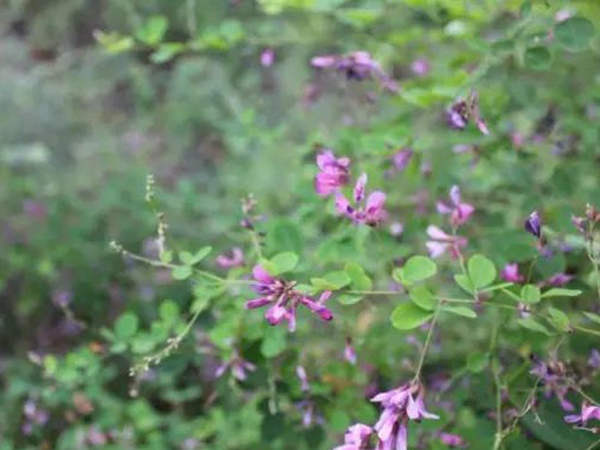 落葉灌木30——胡枝子生態習性 落葉灌木30——胡枝子生態習性