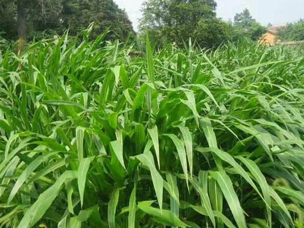 墨西哥玉米種植方法與栽培技術(shù)