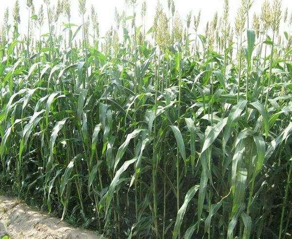 這么優質的高丹草牧草,怎么種植比較好? 這么優質的高丹草牧草,怎么種植比較好?