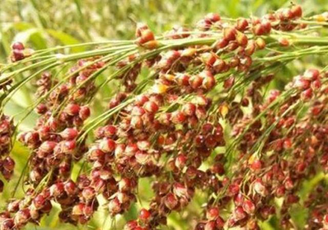 甜高粱栽培,田間管理方法有哪些 甜高粱栽培,田間管理方法有哪些