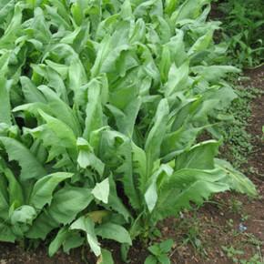 飼料牧草，苦荬菜的詳情介紹