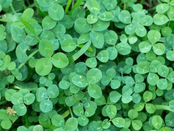 優(yōu)質牧草白三葉草種——栽培技術