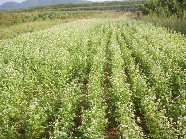 蕎麥的產地在哪？蕎麥的高產種植技術與方法