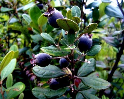 桃金娘可以人工種植嗎？桃金娘種植方法是什么？