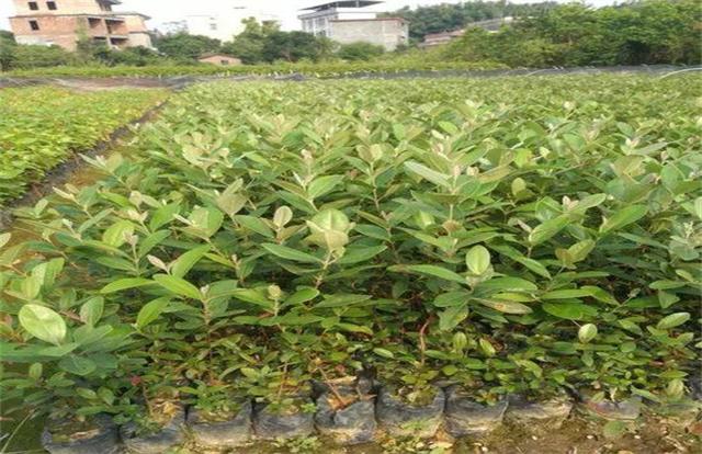 桃金娘的種植方法介紹以及栽培管理