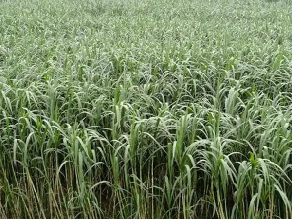 甜象草種子的播種管理方法以及青貯方法