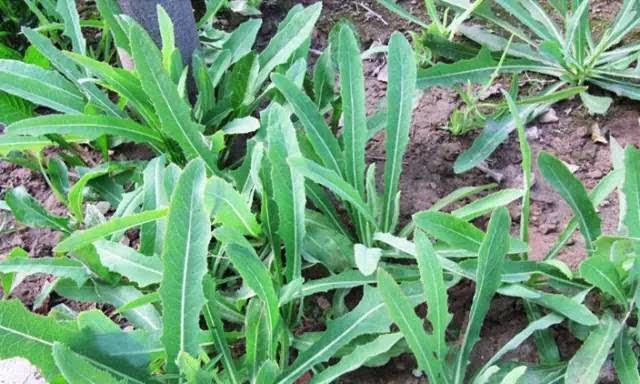 苦荬菜怎樣種植效果好?怎么種植可以高產量 苦荬菜怎樣種植效果好?怎么種植可以高產量