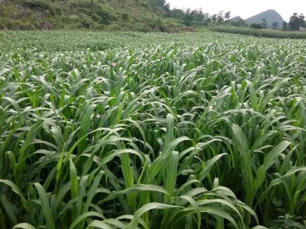 甜高粱種植技術,什么時候播種比較好 甜高粱種植技術,什么時候播種比較好