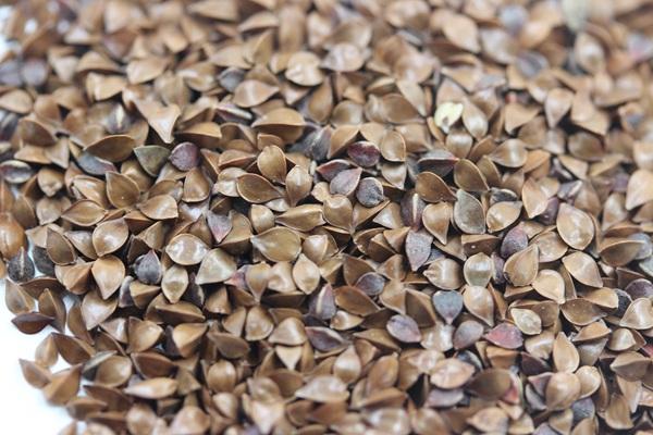 雜交育成的牧草種子，魯梅克斯種子的播種技術與方法