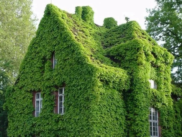 爬山虎如何種，爬山虎種植方法有哪些？