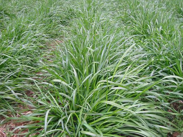 種植牧草需要注意的地方有很多，需要注意什么？