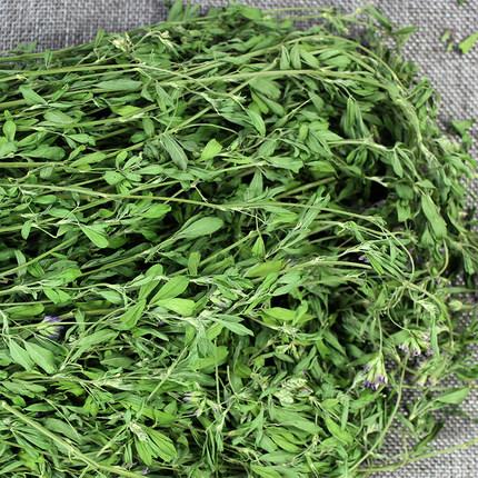 紫花苜蓿的高效栽培管理方法和加工技術