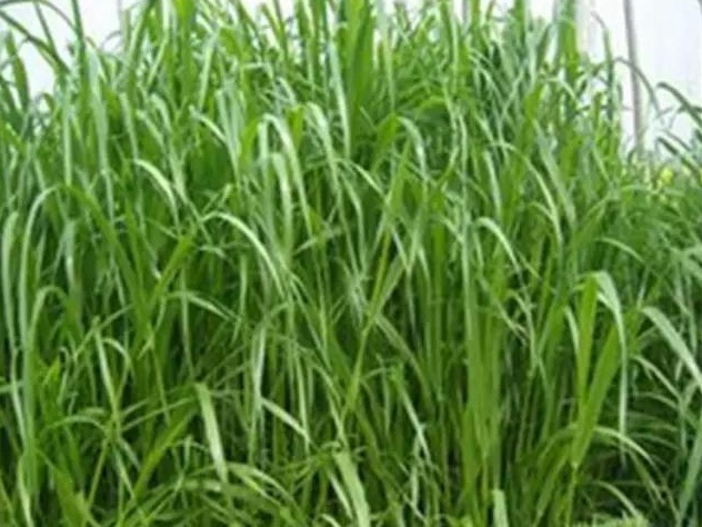 牧草種子——湖南稷子特性以及栽培技術