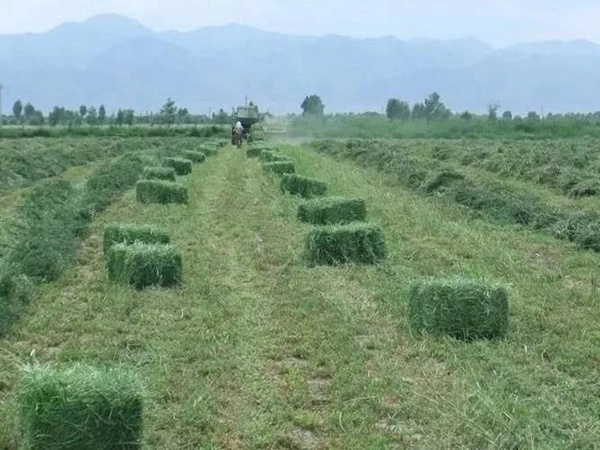 紫花苜蓿春季播種栽培技術