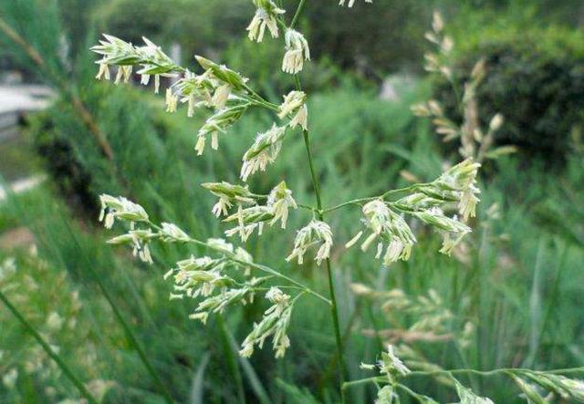 一次種植,多次收益的優質牧草——多年生黑麥草 一次種植,多次收益的優質牧草——多年生黑麥草