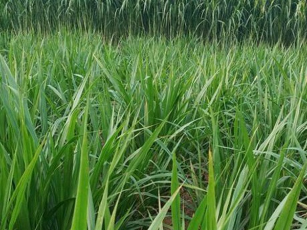 皇竹草種植經濟效益有哪些？作用是什么？