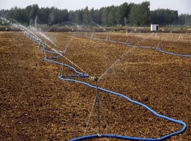 野牛草種植技術以及養護管理方法有哪些 野牛草種植技術以及養護管理方法有哪些