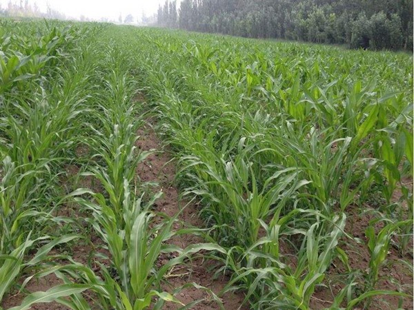 甜高粱栽培技術與管理方法