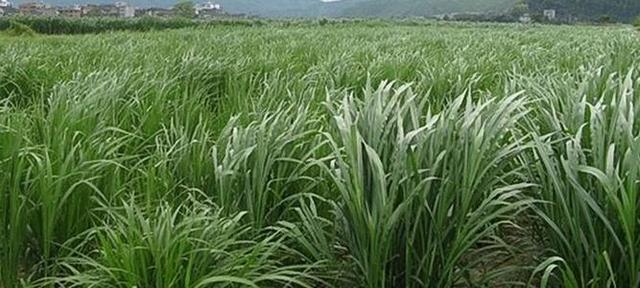 適合草食家畜良好的飼料，高丹草基本介紹