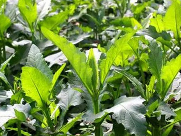 串葉松香草的營養價值以及栽培技術介紹