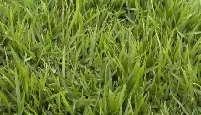 花園草坪的種植方法與養(yǎng)護管理經(jīng)驗