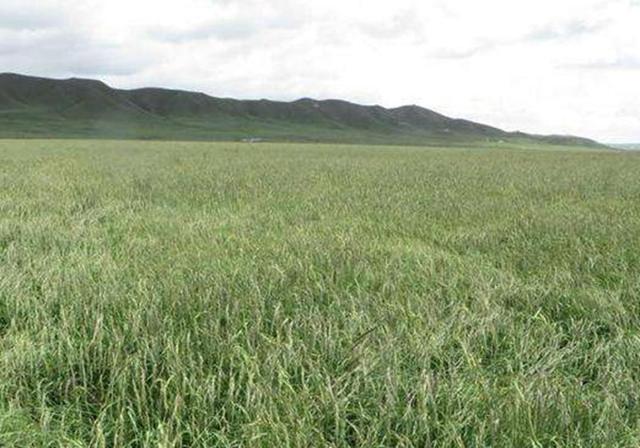 耐活堿草農作物,要知道它的生物特性,種植起來很簡單 耐活堿草農作物,要知道它的生物特性,種植起來很簡單
