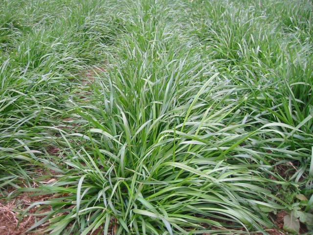 多年生黑麥草種植技術介紹與用途 多年生黑麥草種植技術介紹與用途