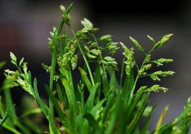 優質草坪草早熟禾的技術特點，種植養護有幾個要點