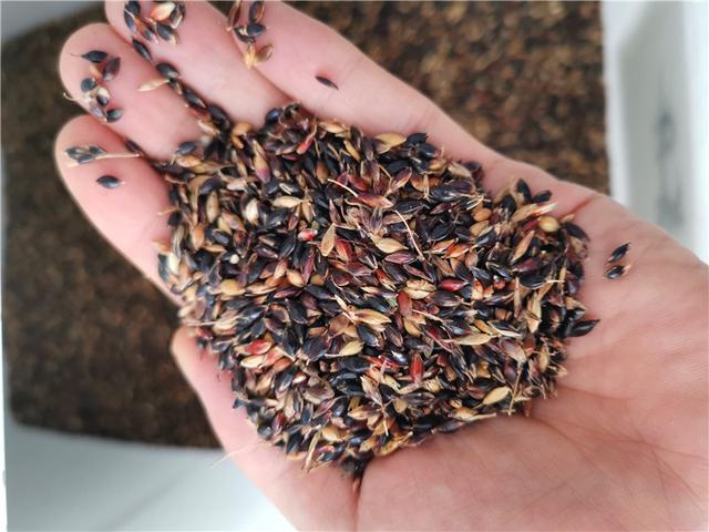 暖季型牧草,蘇丹草種植簡單介紹 暖季型牧草,蘇丹草種植簡單介紹