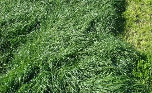 養(yǎng)牛最適合種植什么牧草比較好？種植方法是什么？