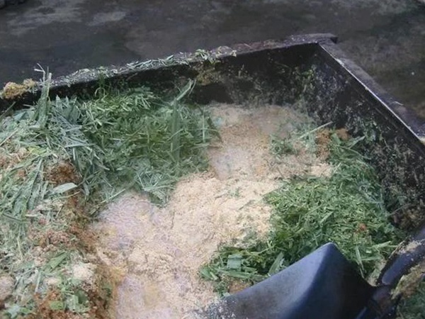 甜象草種子的播種管理方法以及青貯方法