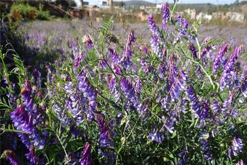 毛苕子的種植技術(shù)介紹以及播種時(shí)間 毛苕子的種植技術(shù)介紹以及播種時(shí)間
