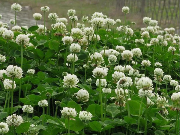優(yōu)質牧草白三葉草種——栽培技術