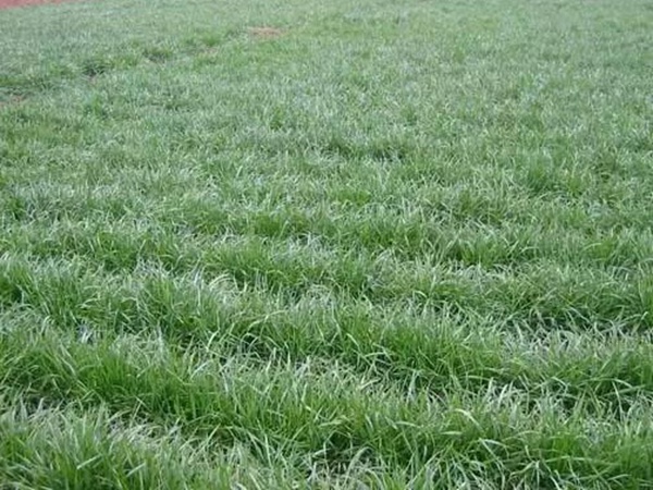 一年生黑麥草播種方法以及如何利用 一年生黑麥草播種方法以及如何利用