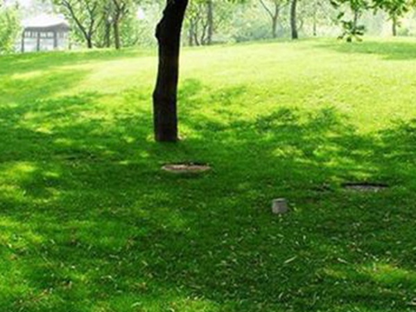 堿茅草種子多久能發芽,播種方法是什么? 堿茅草種子多久能發芽,播種方法是什么?