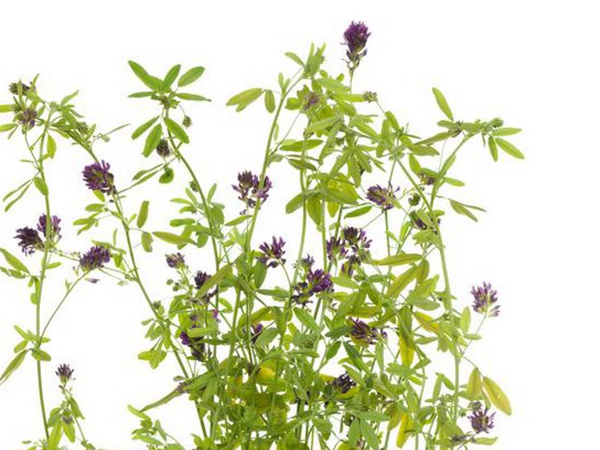 養羊如何選擇牧草?有什么需要注意的? 養羊如何選擇牧草?有什么需要注意的?