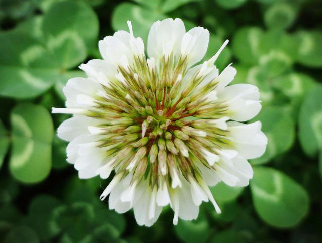 白三葉魅力為啥如此的大，觀賞性大，居然那么多的人都去種植