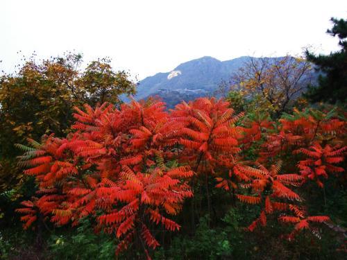 生命力頑強的鹽膚木，鹽膚木基本價值與種植技術介紹
