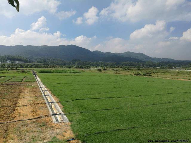 優(yōu)質草坪草——結縷草經濟價值與播種技術 優(yōu)質草坪草——結縷草經濟價值與播種技術