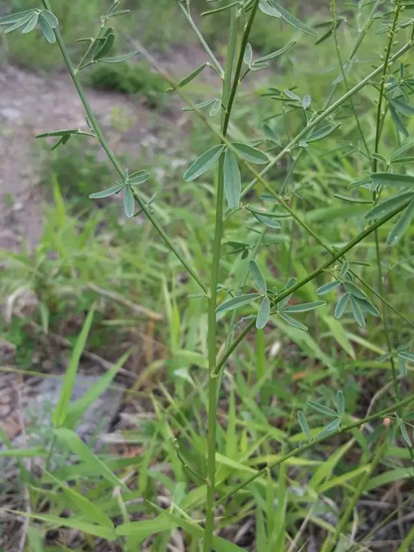每日一種植——草木樨（狀黃耆）