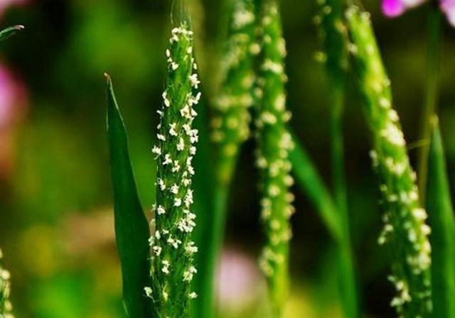 種植紫云英技巧方法，重視蟲害，要想產量高要注意的問題