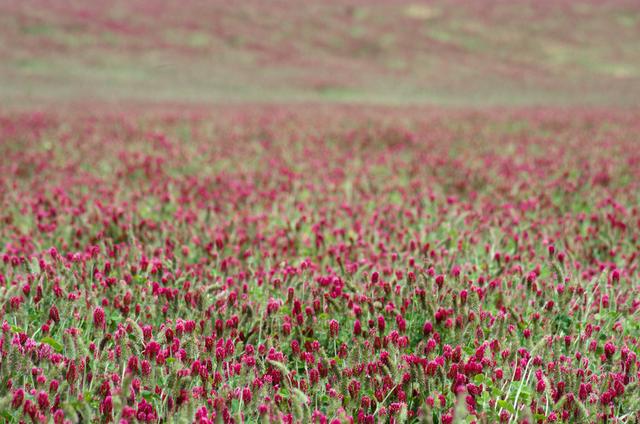 紅三葉種植技術(shù)介紹，多樣用處的三葉草
