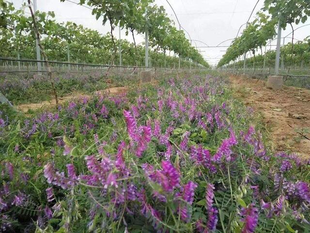 毛苕子的種植技術(shù)介紹以及播種時(shí)間 毛苕子的種植技術(shù)介紹以及播種時(shí)間