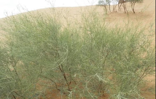 花棒主要價值，適合什么樣的環境下生長