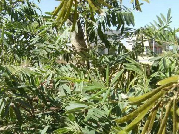 生態綠化種子有哪些，有什么需要注意的