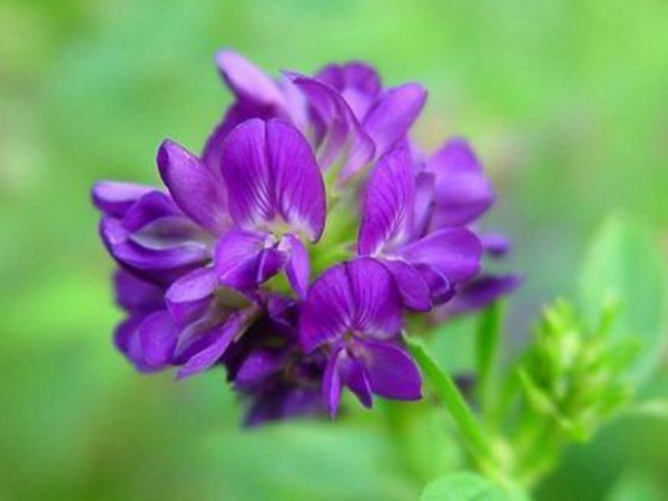 “牧草之王”紫花苜蓿怎么種植比較好,什么時候能種植比較合適? “牧草之王”紫花苜蓿怎么種植比較好,什么時候能種植比較合適?