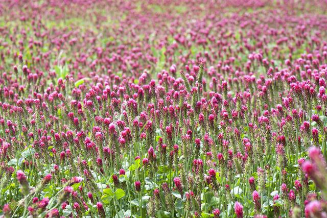 紅三葉種植技術(shù)介紹，多樣用處的三葉草